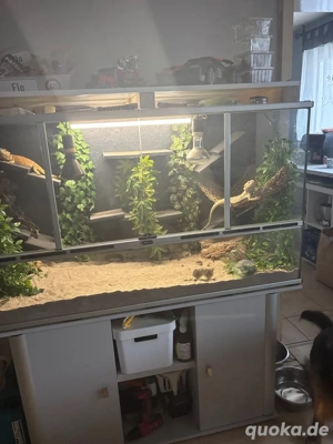 bartagamen zu verkaufen 