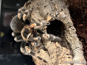 Brachypelma hamorii audult abzugeben 