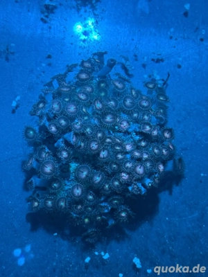 Zoanthus Alien Explosion Koralle