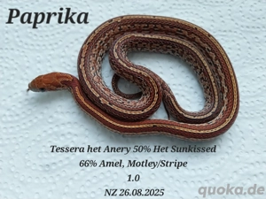 Kornnatter NZ25 Anfänger geeignet 