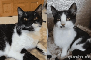 Amelie und Stella suchen gemeinsam ein neues Zuhause (als Wohnungskatzen)