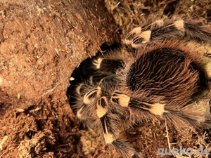 Weissknievogelspinne adult geniculata 