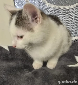 1 Kater und Katze ab sofort abzugeben 