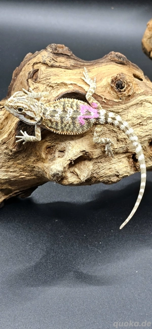 pogona vitticeps Bartagame Wildtyp female