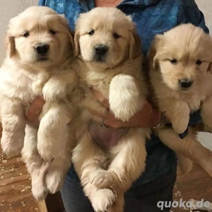 Goldendoodle-Welpen zu adoptieren. WhatsApp: 01577 4561801