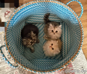 3 süße Perser Kitten suchen liebevolles Zuhause 