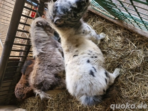 mini pony fohlen Bild 2