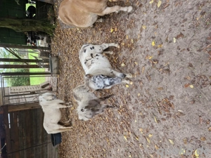 mini pony fohlen Bild 3