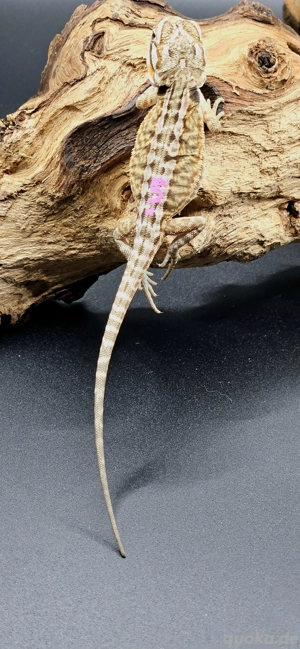 pogona vitticeps bartagame wildtyp leatherback female