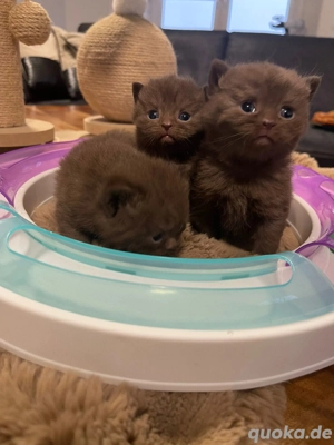bezaubernde Chocolate BKH Kitten