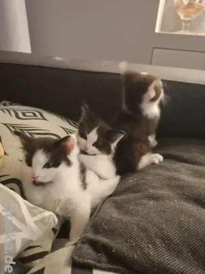 Meine Coon mix kitten