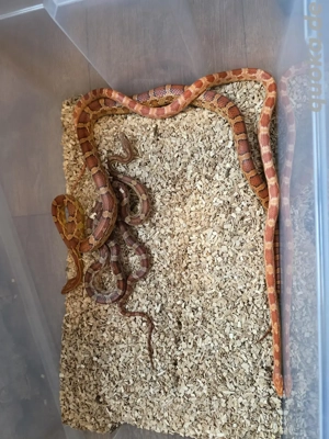 3 Kornnattern inkl. großem Terrarium & Zubehör