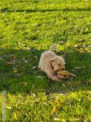 Mein letzter cooler Zwergpudel Bubi sucht noch seine perfekten Eltern  Bild 3