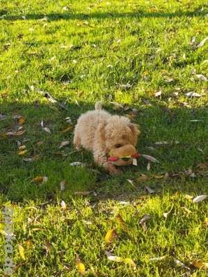Mein letzter cooler Zwergpudel Bubi sucht noch seine perfekten Eltern  Bild 2
