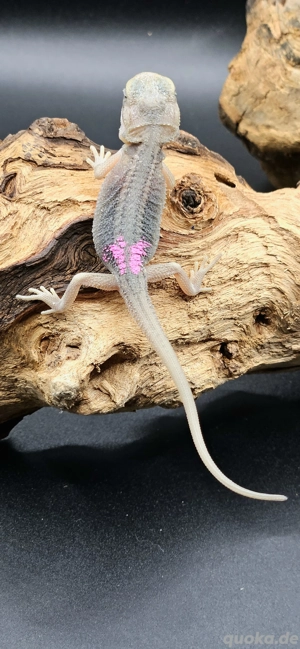 pogona vitticeps bartagame hypo translucent thunderbolt female
