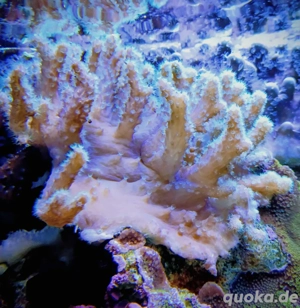 Korallenableger- LederkoralleSclerophytum Sinularia brassica