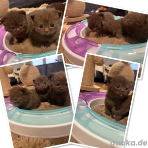 bezaubernde Chocolate BKH Kitten