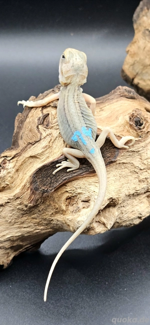 pogona vitticeps bartagame hypo translucent thunderbolt leatherback male