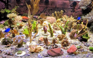 Korallenableger Meerwasser