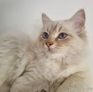 Heiliger Birma mit Blaue Augen Mädchen