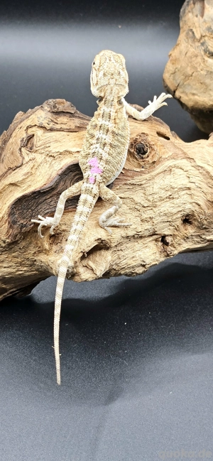 pogona vitticeps bartagame wildtyp female