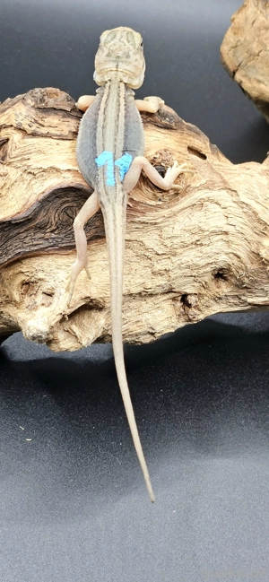 pogona vitticeps bartagame translucent thunderbolt leatherback male