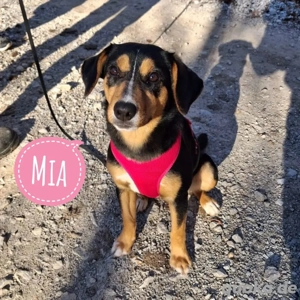 Mia, Bracke Mix, perfekte Familien Hündin