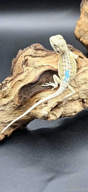 pogona vitticeps bartagame hypo leatherback