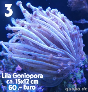 Korallen Meerwasseraquarium