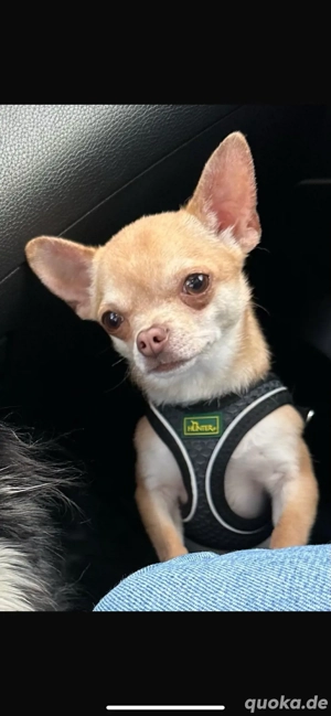 reinrassiger Chihuahua