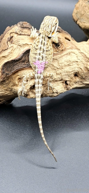 pogona vitticeps bartagame wildtyp female