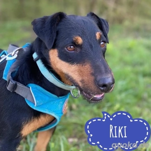 Riki, gut erzogener Deutscher Jagdterrier sucht dringend ein Zuhause