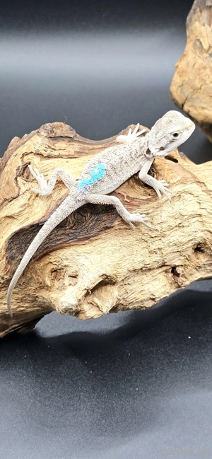 pogona vitticeps bartagama zero male