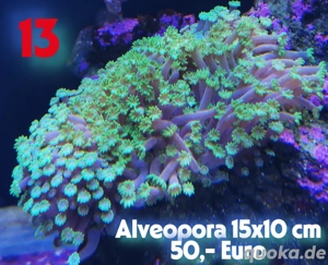 Korallen Meerwasseraquarium