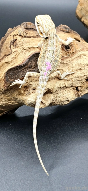 pogona vitticeps bartagame hypo female