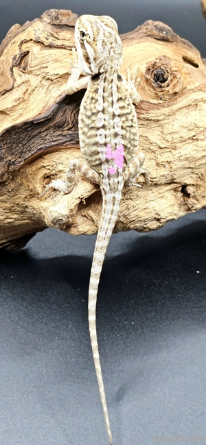 pogona vitticeps bartagame wildtyp leatherback female