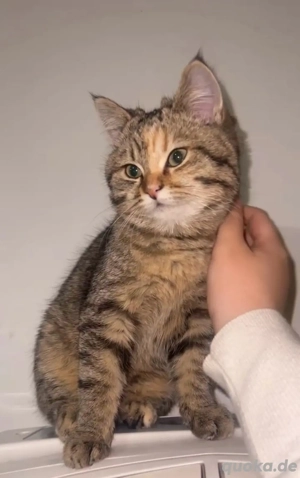 Zwei BKH Katzenmädchen (5 Monate) abzugeben