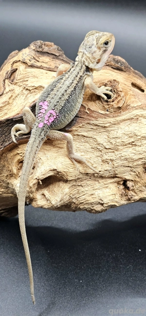 pogona vitticeps bartagame translucent thunderbolt female