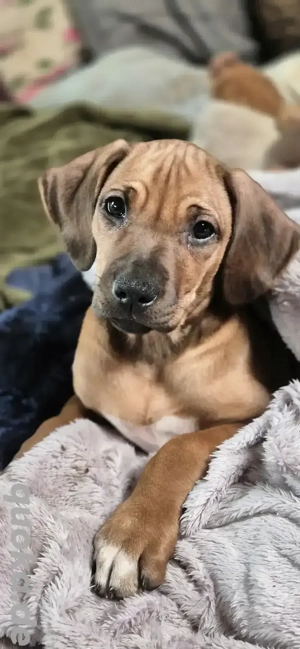 4 Rhodesian Ridgeback Welprn Mädels dürfen zum 15 1.26 ausziehen