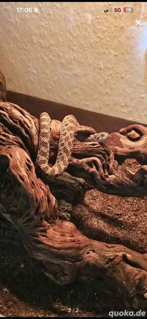 hakennasennatter aoda