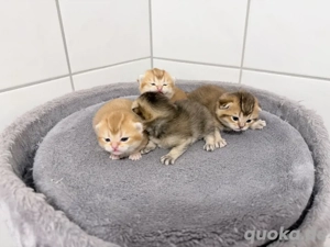 BKH Kitten Golden Shaded reinrassig