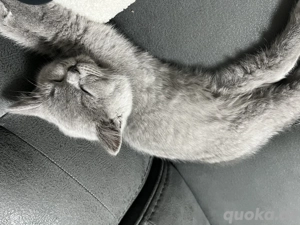 British kurzhaar Kitten BKH
