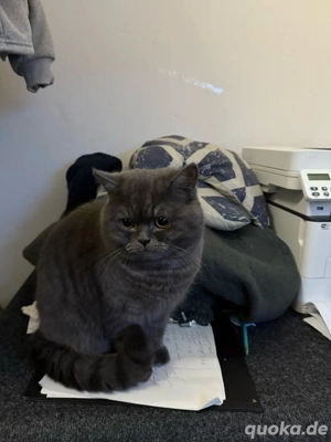 Kater 8 Monate abzugeben   Bremerhaven (Privat) 