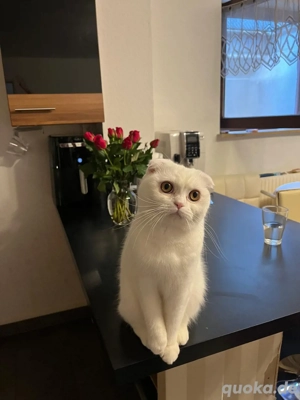 BKH-BLH mix suchen neues Zuhause