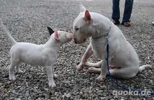 Miniatur Bullterrier Welpen