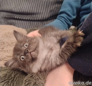 Siam Perser Mix Mädchen bereit für die weite Welt