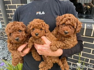 Bitte kontaktieren Sie mich ausschließlich über WhatsApp. Meine WhatsApp-Nummer lautet: 015750818166