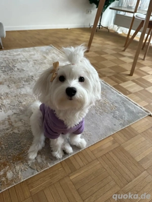 Liebevolle Familie für gesunde Bichon Malteser Hündin Lili gesucht