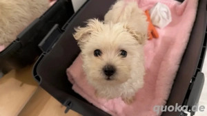 Malteser Welpe sucht neues Zuhause 