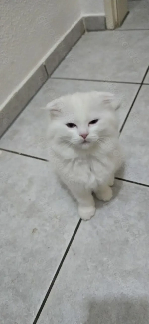 Kitten sind zu haben 